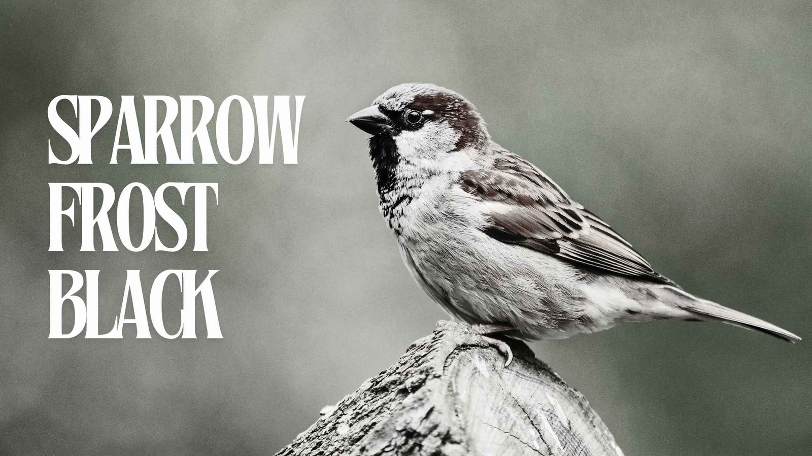 The Frost Black Sparrow: A Guide to Its Unique Characteristics and Conservation